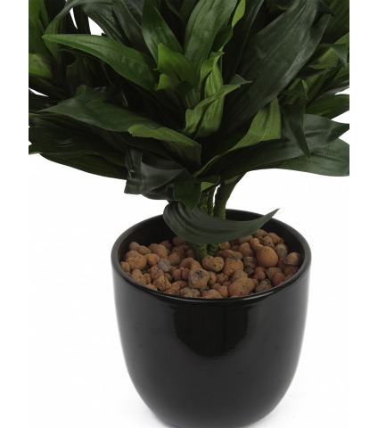 Dracaena fragrans artificiel