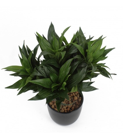 Dracaena fragrans artificiel