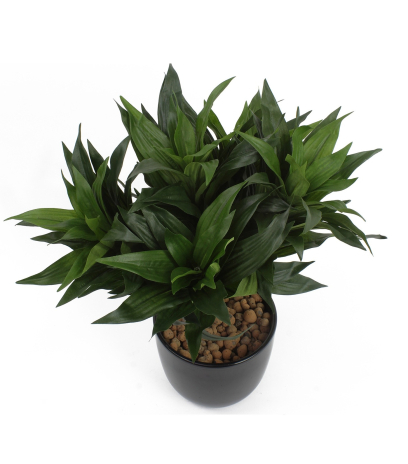 Dracaena fragrans artificiel