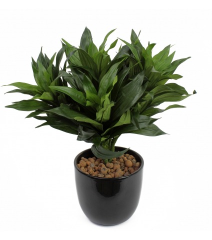 Dracaena fragrans artificiel