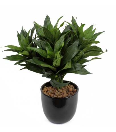 Dracaena fragrans artificiel