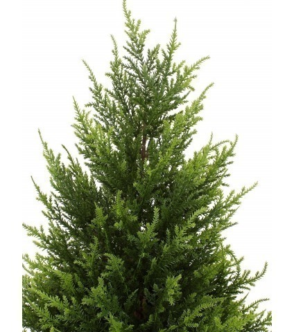 Cyprès artificiel mini