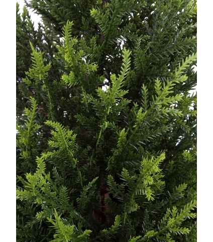 Cyprès artificiel mini