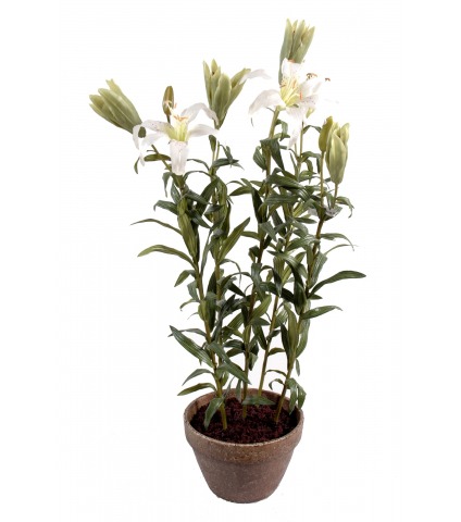 Lilium pot terre