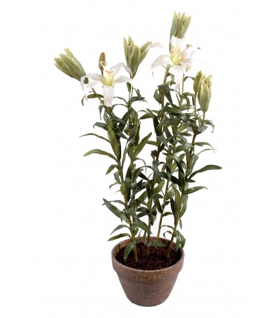 Lilium pot terre