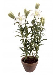 Lilium pot terre