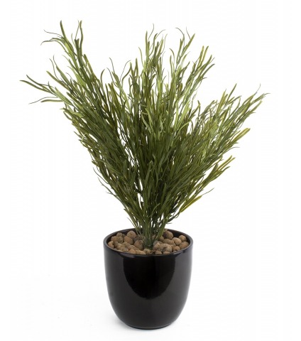 Podocarpus artificiel buisson