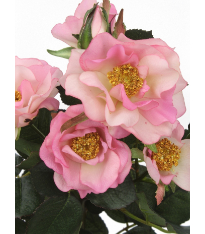 Rose artificielle Nevada