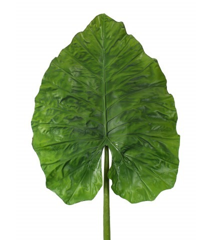 Feuille d'alocasia géante