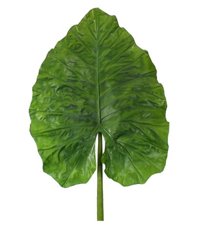 Feuille d'alocasia géante