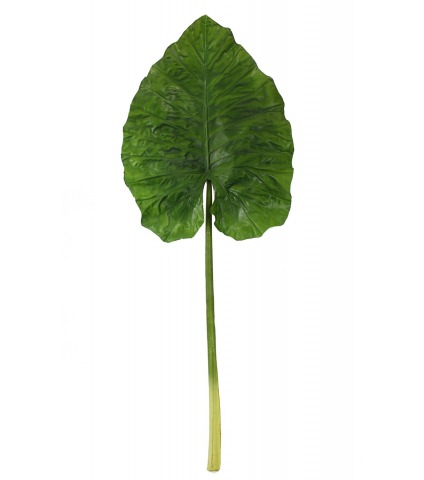 Feuille d'alocasia géante
