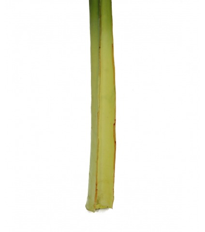 Feuille d'alocasia géante