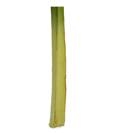 Feuille d'alocasia géante
