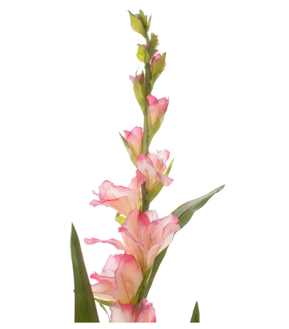 Fleur de glaïeul artificielle