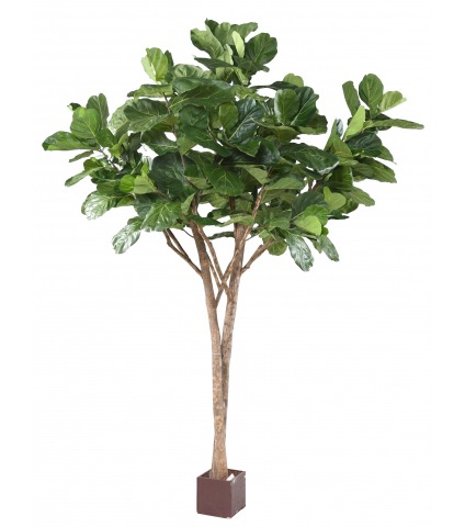 Lyrata artificiel géant