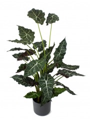 Alocasia artificiel sanderiana