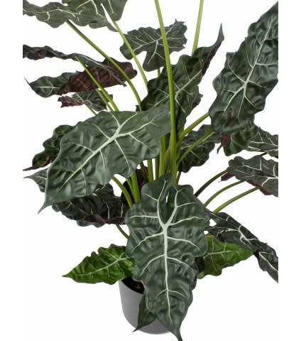 Alocasia artificiel sanderiana