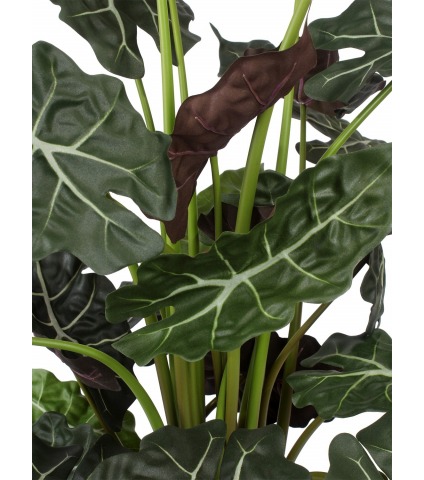 Alocasia artificiel sanderiana