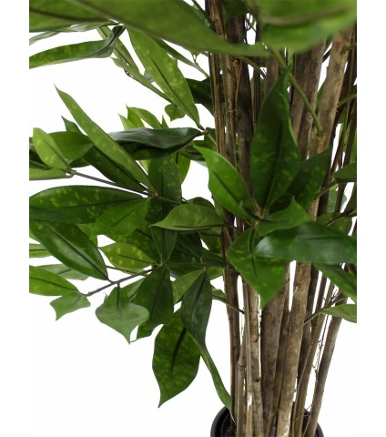 Dragonnier surculosa artificiel