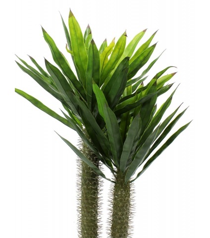 Pachypodium artificiel