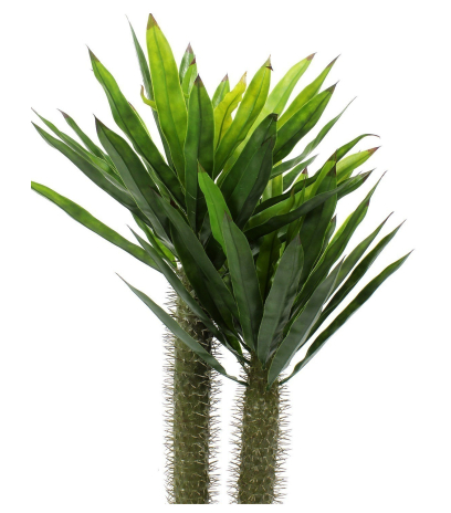 Pachypodium artificiel