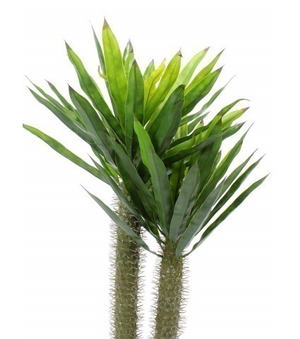 Pachypodium artificiel