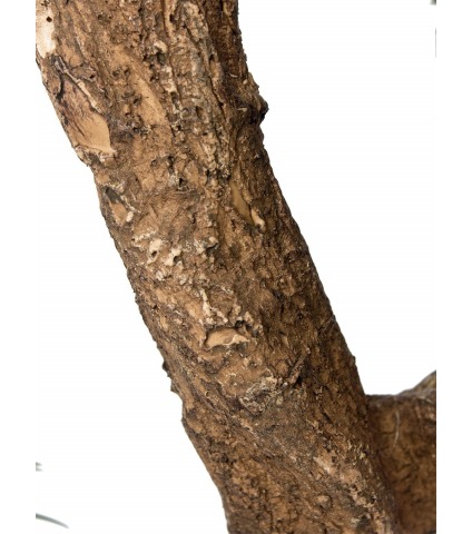 Podocarpus artificiel racines