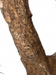 Podocarpus artificiel racines