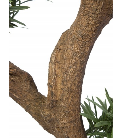 Podocarpus artificiel racines