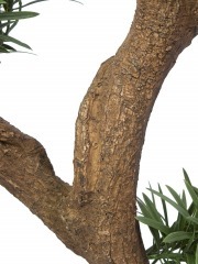 Podocarpus artificiel racines
