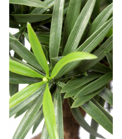 Podocarpus artificiel racines