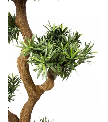 Podocarpus artificiel racines