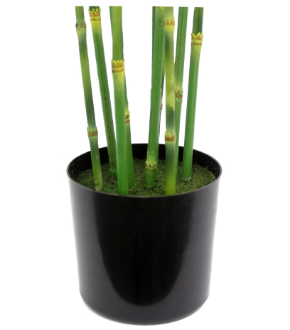 Pot