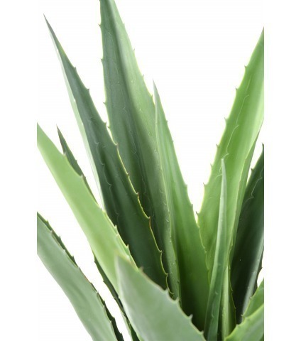 Agave furcrae artificiel vert
