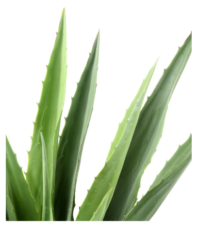 Agave furcrae artificiel vert