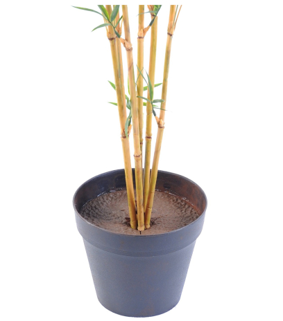 Pot