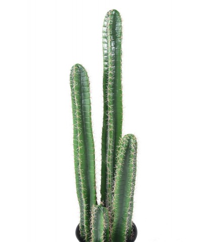 Cactus cierge artificiel