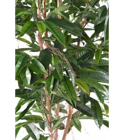 Ficus artificiel longifolia