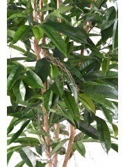 Ficus artificiel longifolia