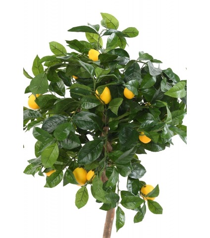 Citrus artificiel
