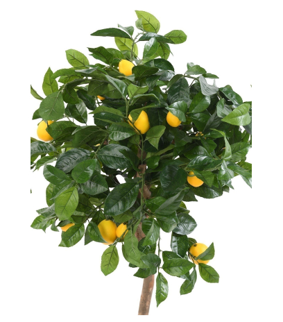 Citrus artificiel