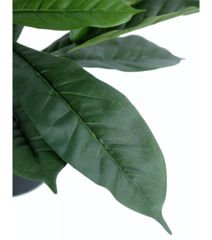 Ficus artificiel cyathistipula