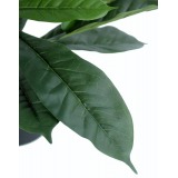 Ficus artificiel cyathistipula