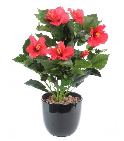 Petit hibiscus rouge