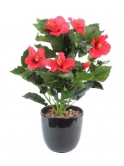 Petit hibiscus rouge