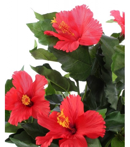 Petit hibiscus rouge
