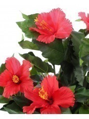 Petit hibiscus rouge