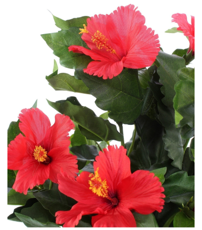 Petit hibiscus rouge