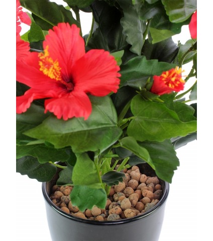 Petit hibiscus rouge