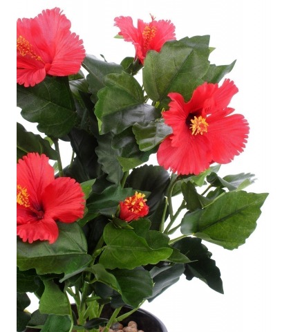 Petit hibiscus rouge